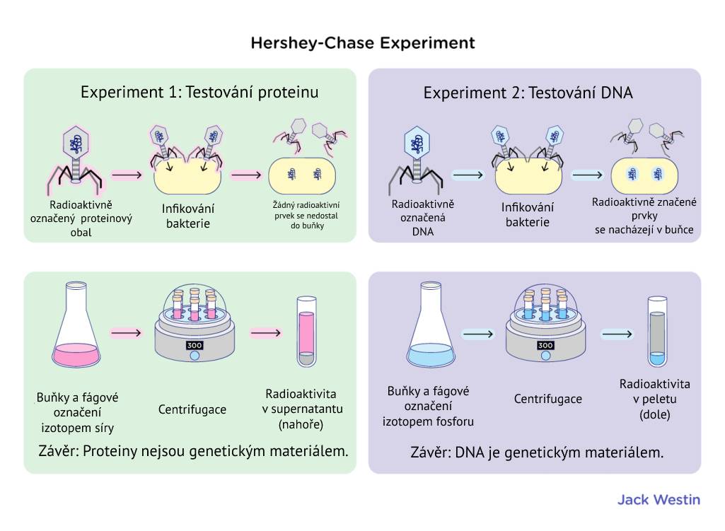 Hershey-Chase popis experimentu